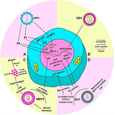 Interrelated Oncogenic Viruses and Breast Cancer